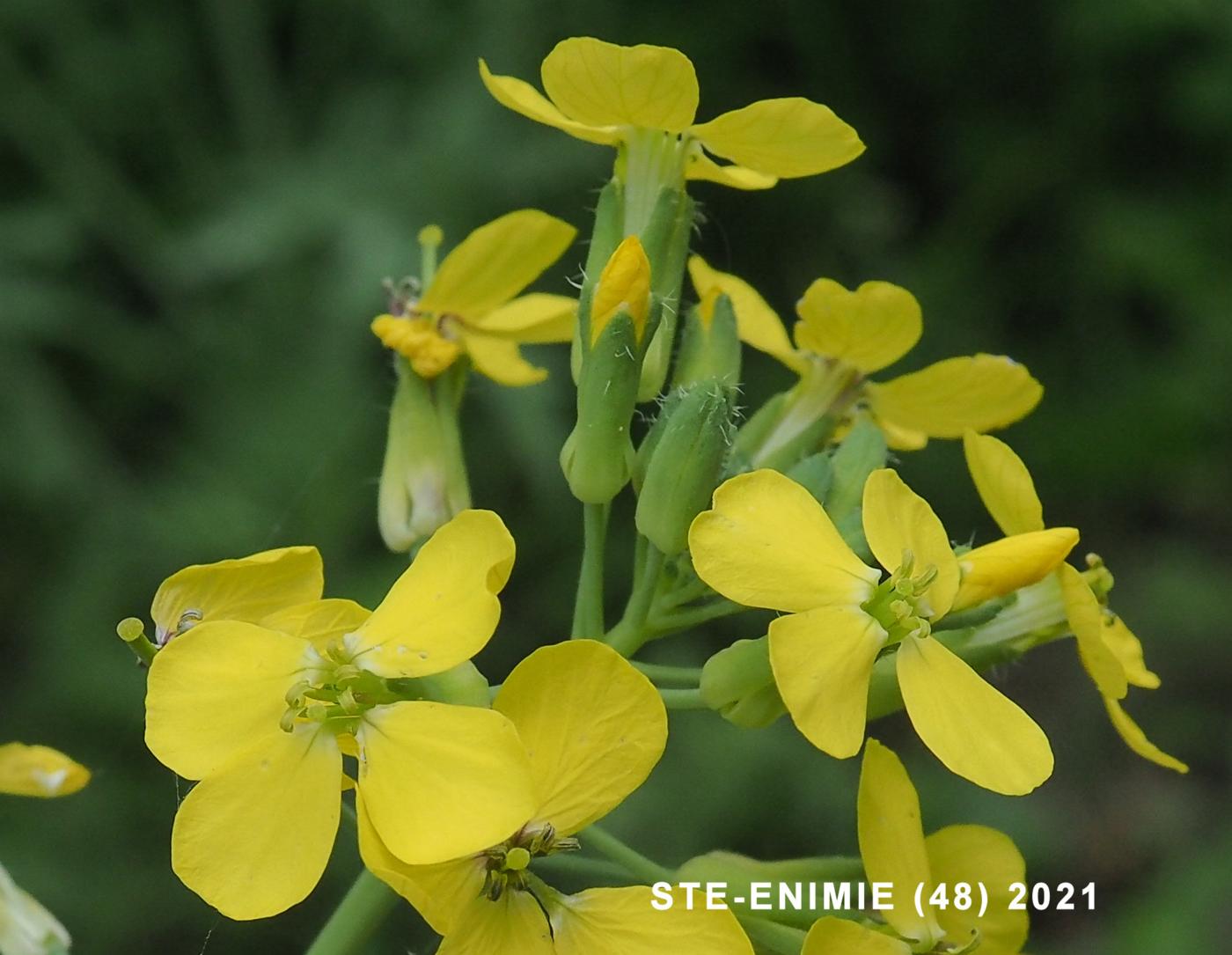 Wallflower Cabbage flower